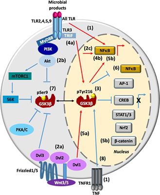 Glycogen Synthase Kinase 3β Modulates the Inflammatory Response Activated by Bacteria, Viruses, and Parasites